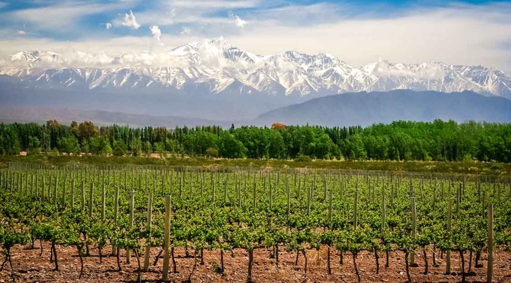 Vineyards in the Argentinian city of Mendoza
