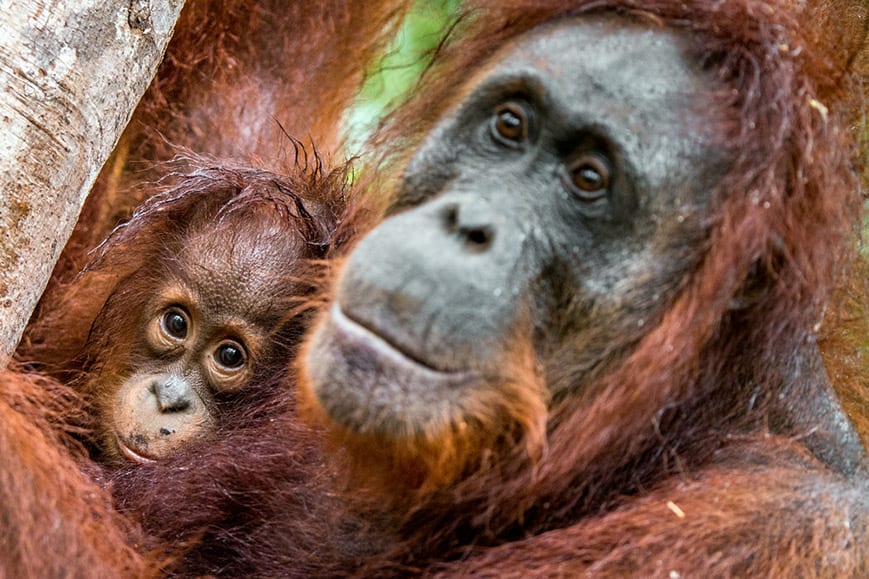 Mother orangutan and cub in a natural habitat.