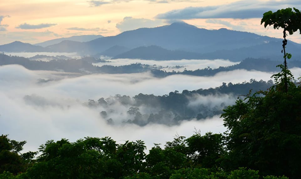 Primary Rainforest sunrise scenery in lowland Danum