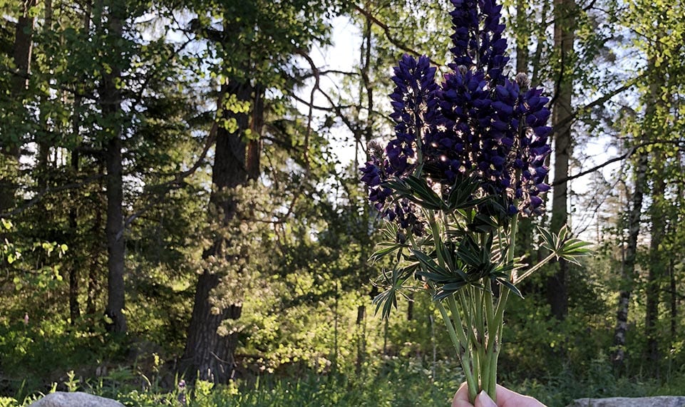 Finland summer trip