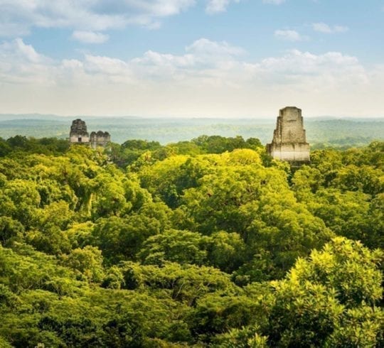 Guatemala jungle