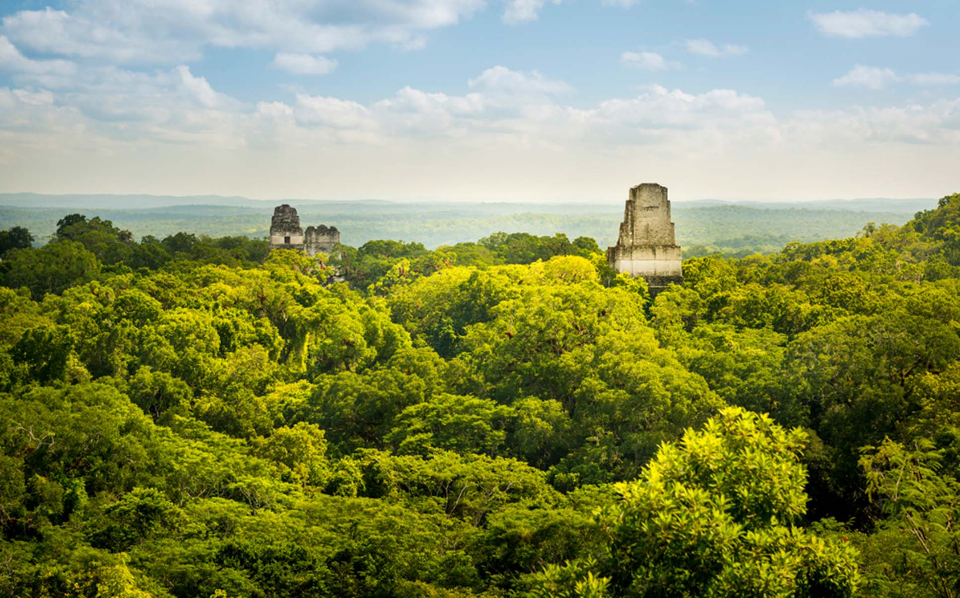 Guatemala jungle