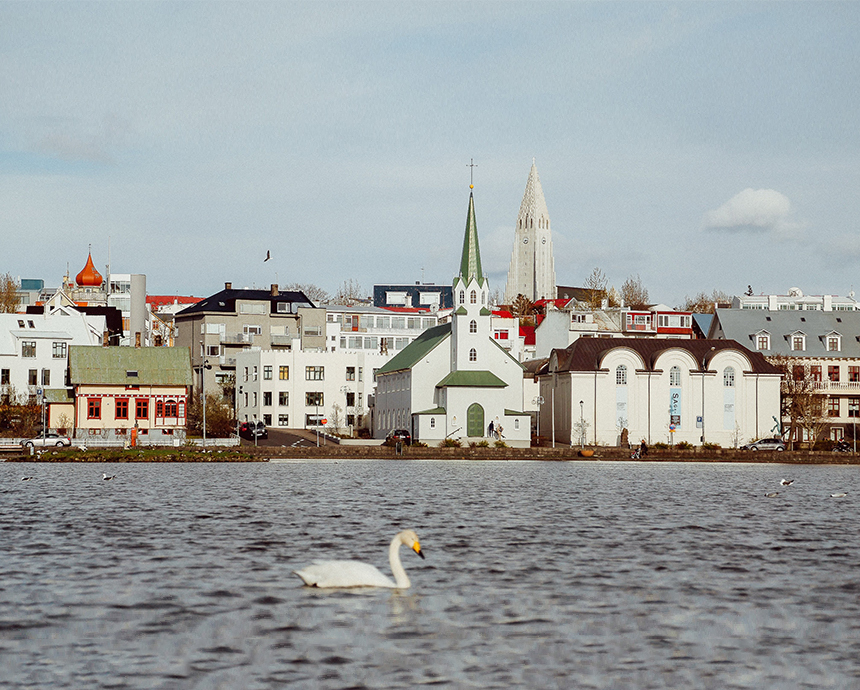 Reykjavík's waterfront and a relaxing swan.