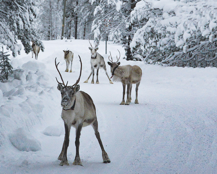 Sami reindeer herders