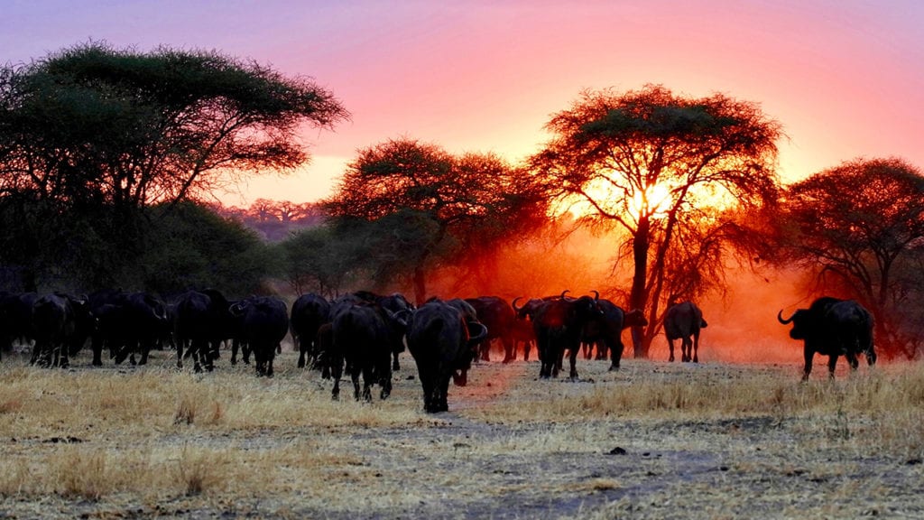 Wildebeest in Tanzania in the sunset