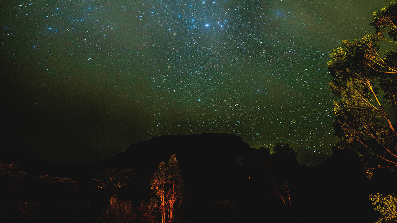 Wild nightlife in Belum Rainforest