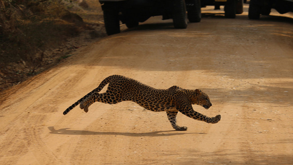 Leopard Yala National Park