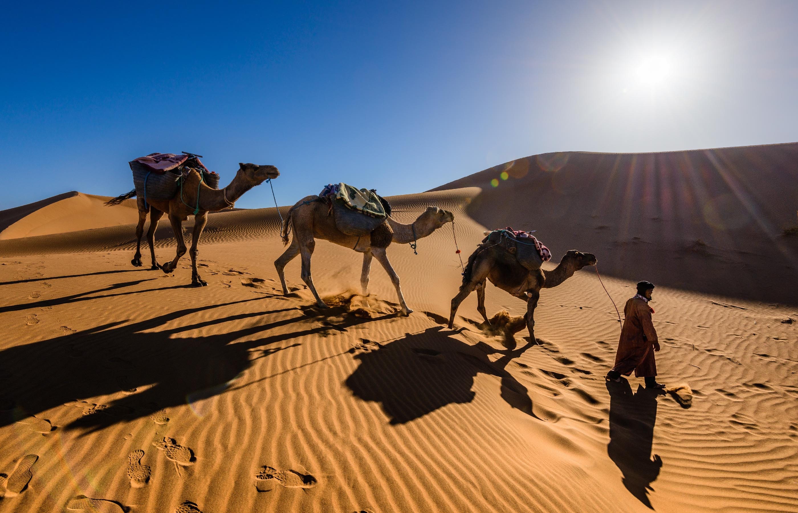 A man leading three camels across the Sahara Desert
