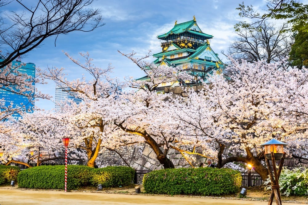 Cherry blossoms in front of the Osaka Castle in Japan