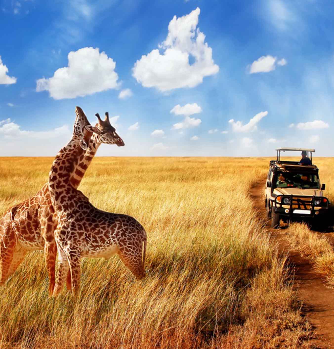 ultimate african safari