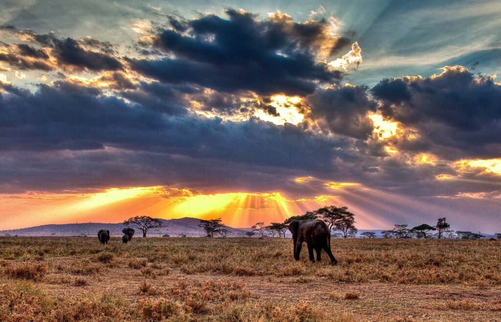 Elephants in the Endless Plains in Serengeti at sun down