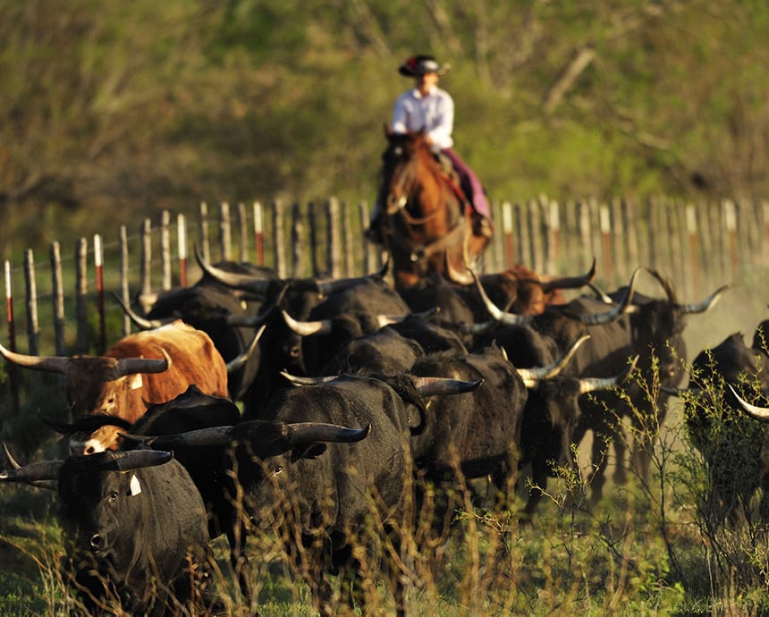 Cattle ranch