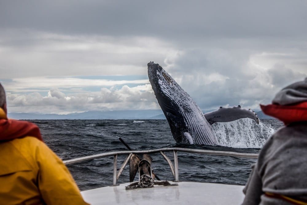 whale watching holidays
