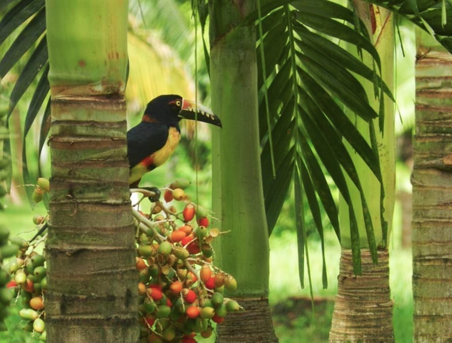 bird in the jungle