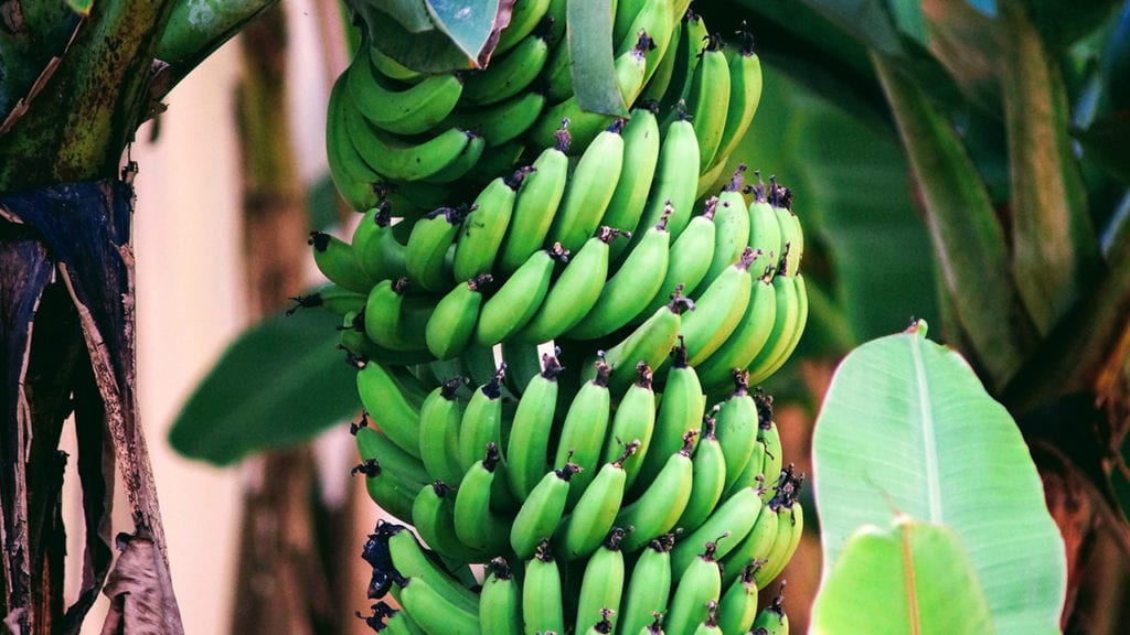 India decorates banana trees in its own take on Christmas traditions