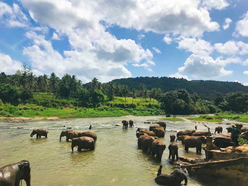 A herd of elephants in a river in Borneo
