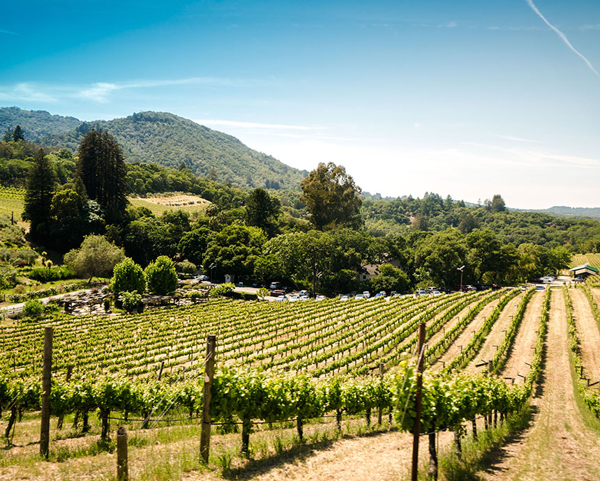 Vineyard