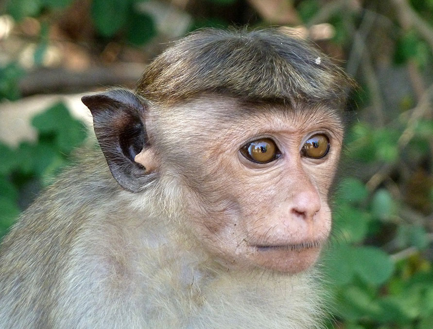 Monkey in Sri Lanka