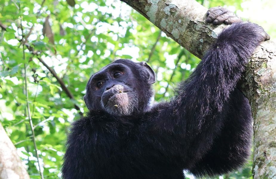 Chimpanzee, Rwanda