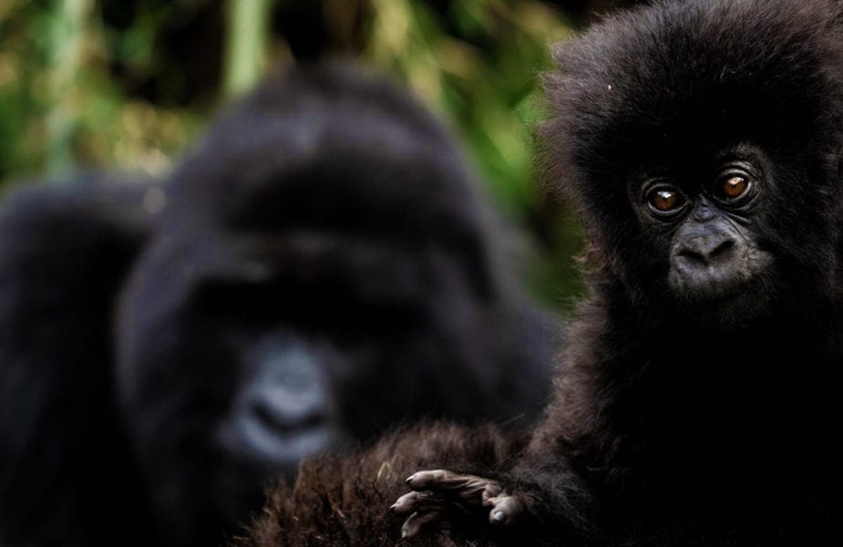 Gorillas in Rwanda
