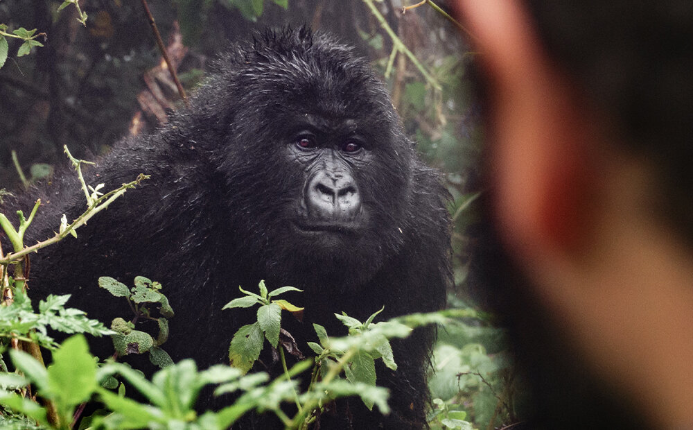 Image of Rwanda: Gorilla Trekking & Volcanoes