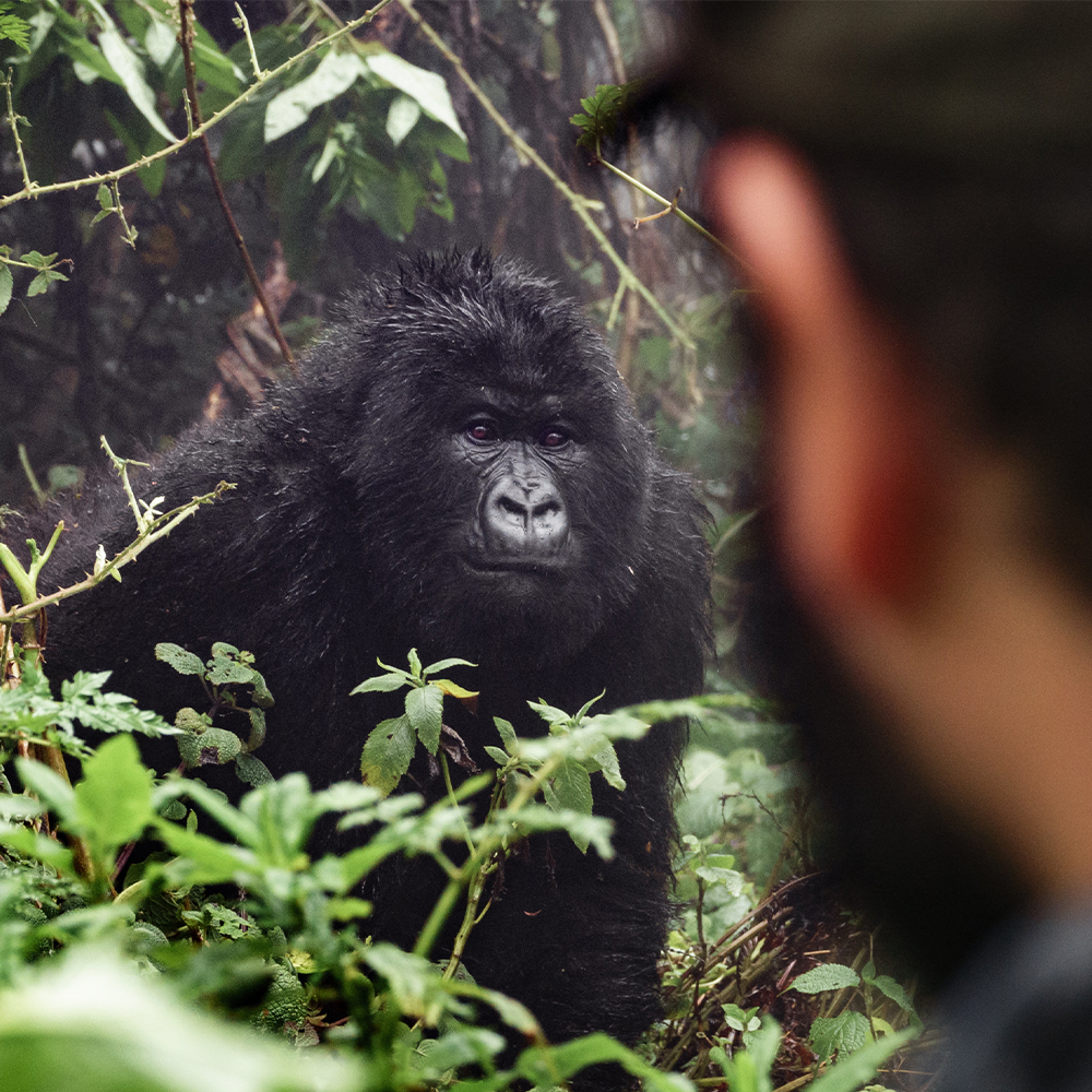 Rwanda: Gorilla Trekking & Volcanoes