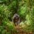 Mountain gorilla, Rwanda
