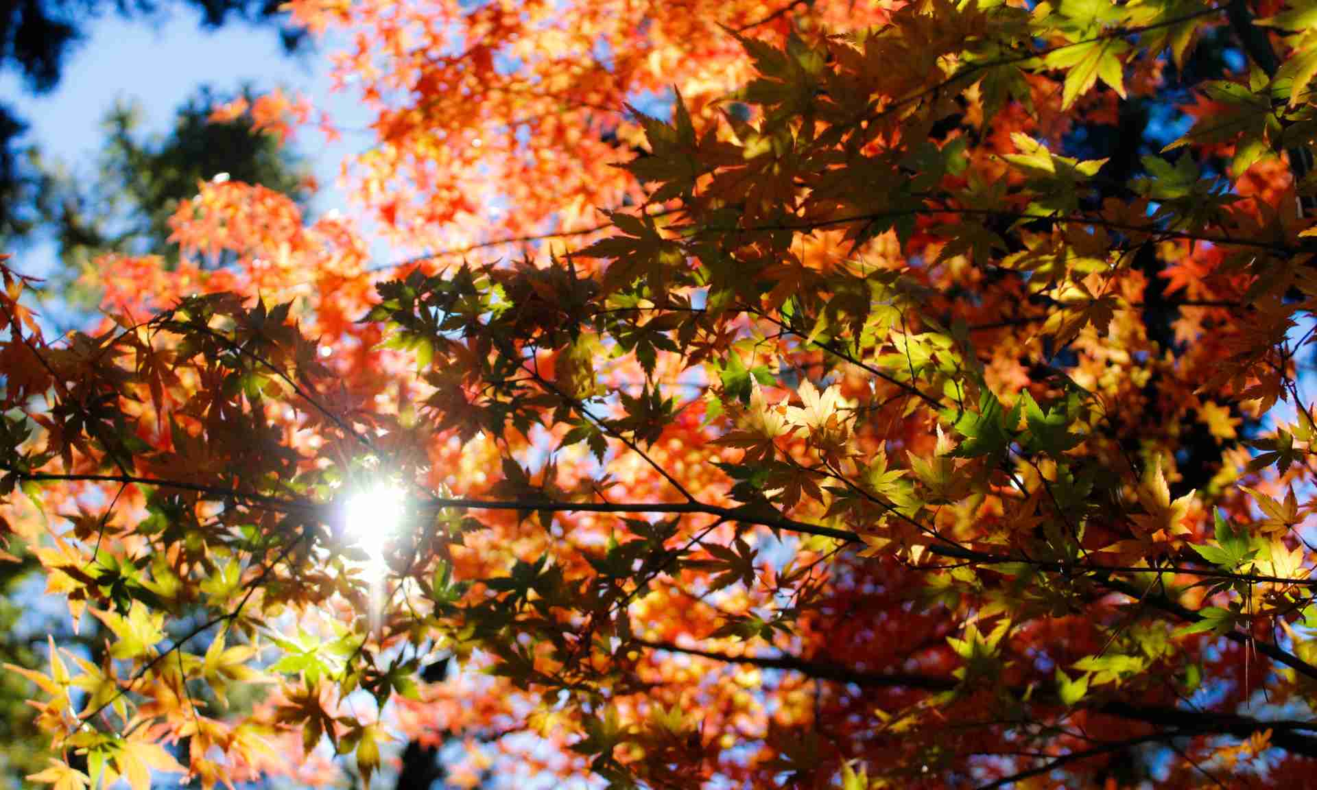 japanese maple in autumn
