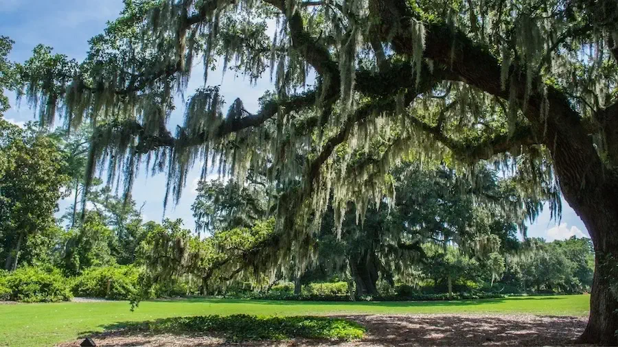 Airlie Gardens, Wilmington