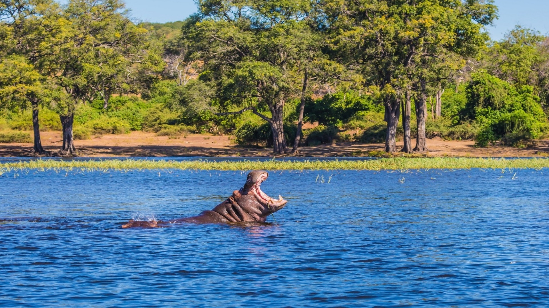 Chobe National Park, Botswana