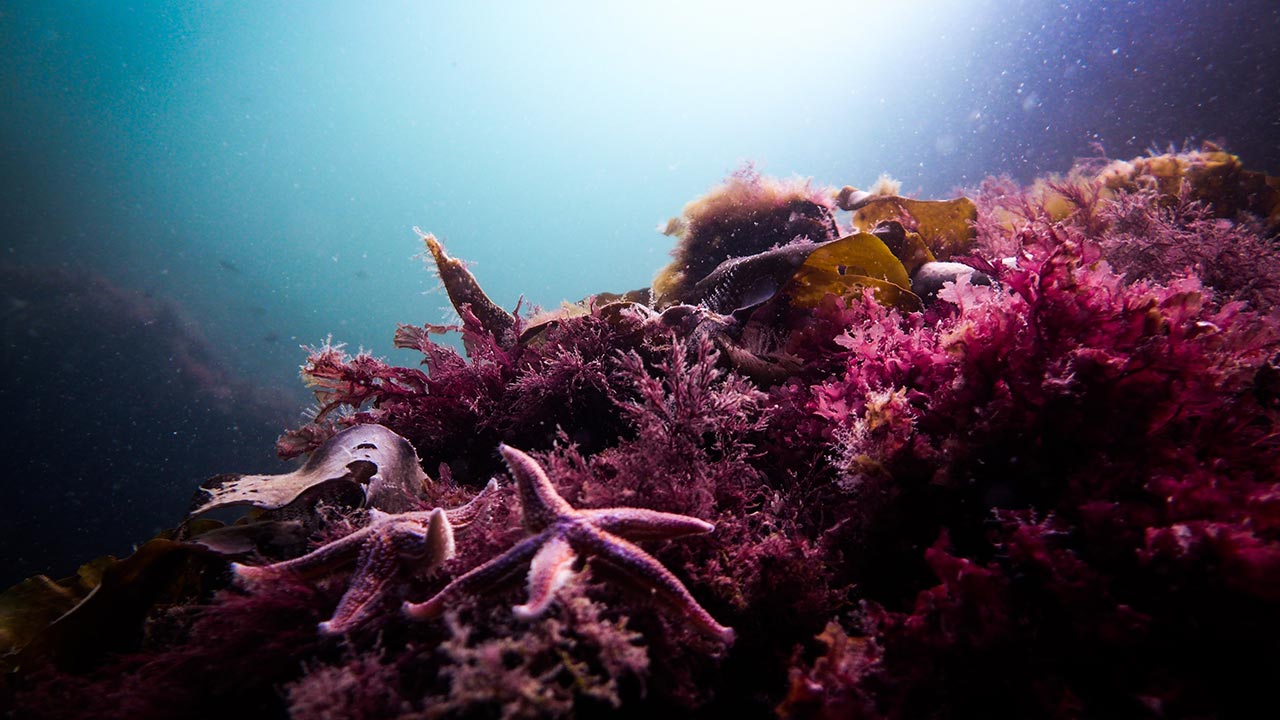 our coral reefs are endangered by plastic pollution