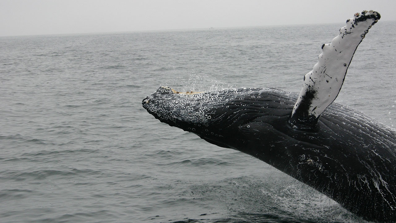 Our Planet sheds light on the beauty of life in our oceans