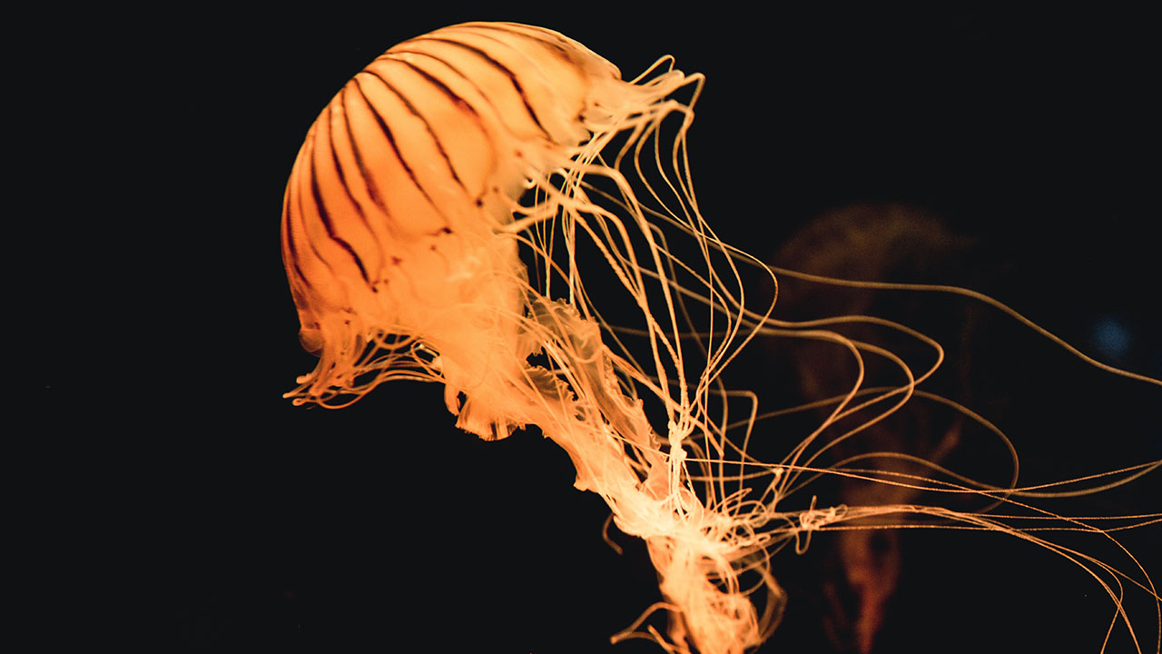 Jellyfish swarms are a result of overfishing