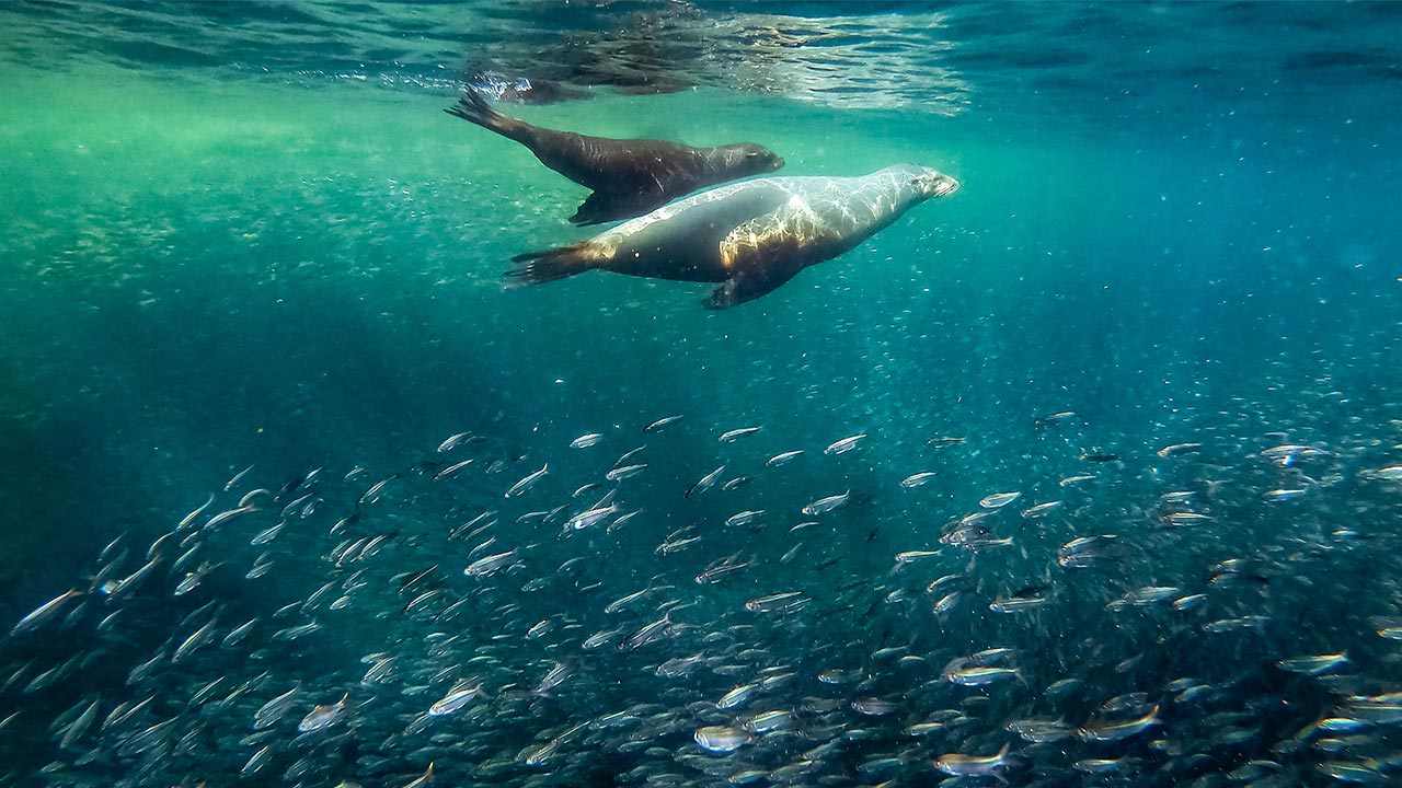 Herring sustains larger animals in the sea