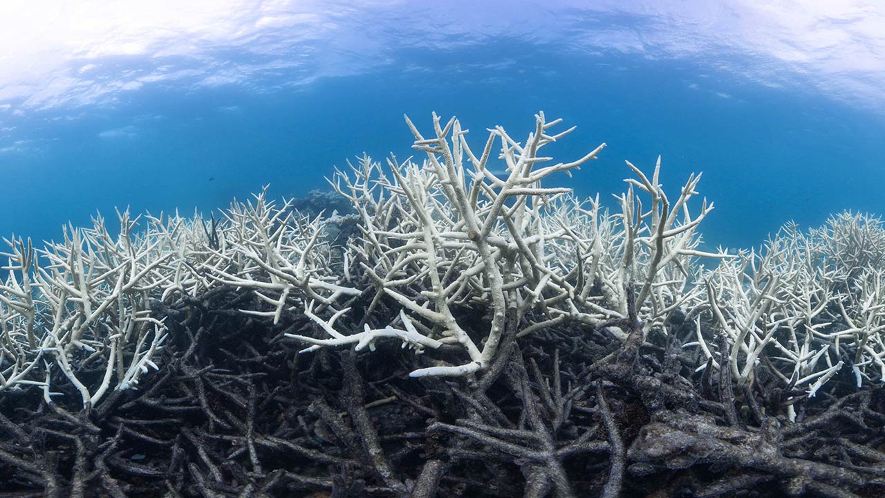 White corals point to devastating ecological damage