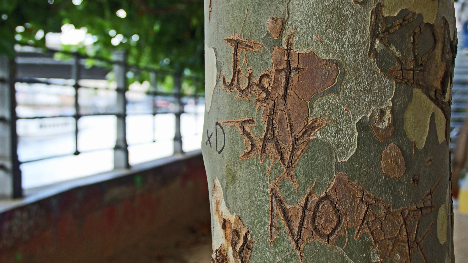 just say no carved into a tree - signs you should say no