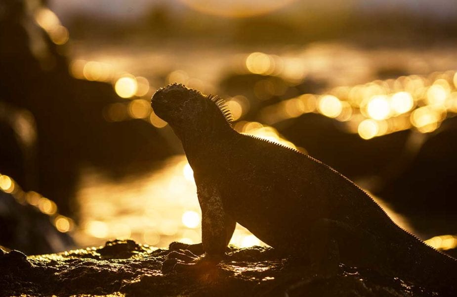 Galapagos, Ecuador