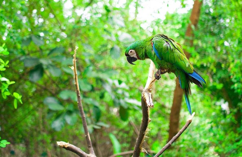 Amazon Basin, Ecuador