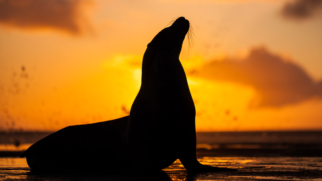 Sea lion in Galapagos