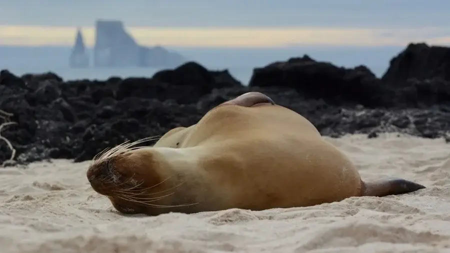sea lion laying down in sand