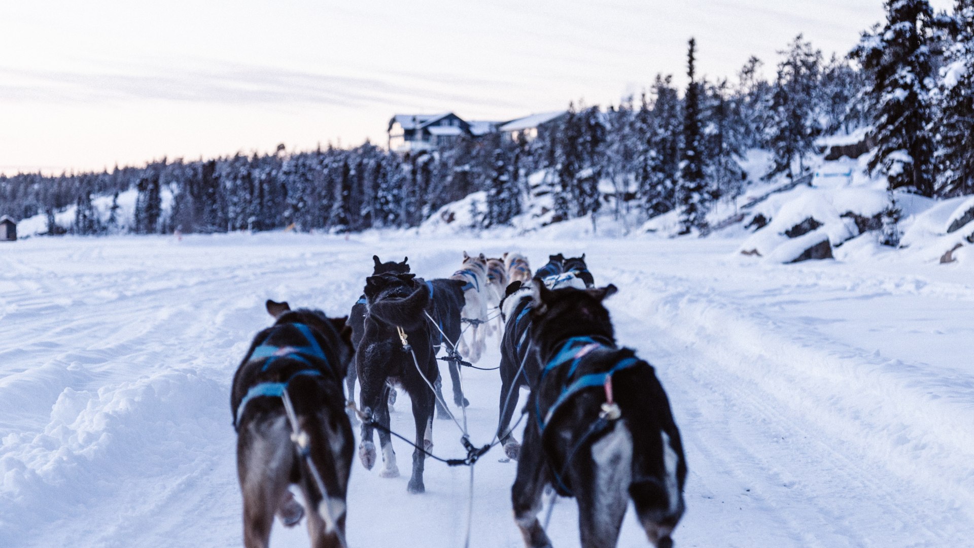 dog sledding winter vacation