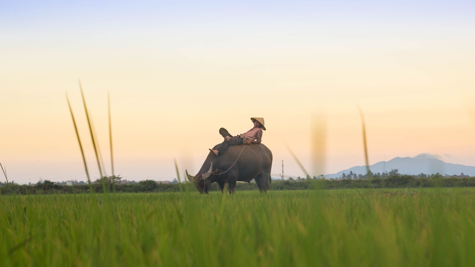 Rice fields in Vietnam (Kiril Dobrev on Unsplash)