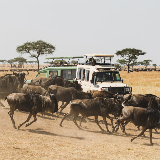 A herd of wildebeest running in front of two cars in Tanzania