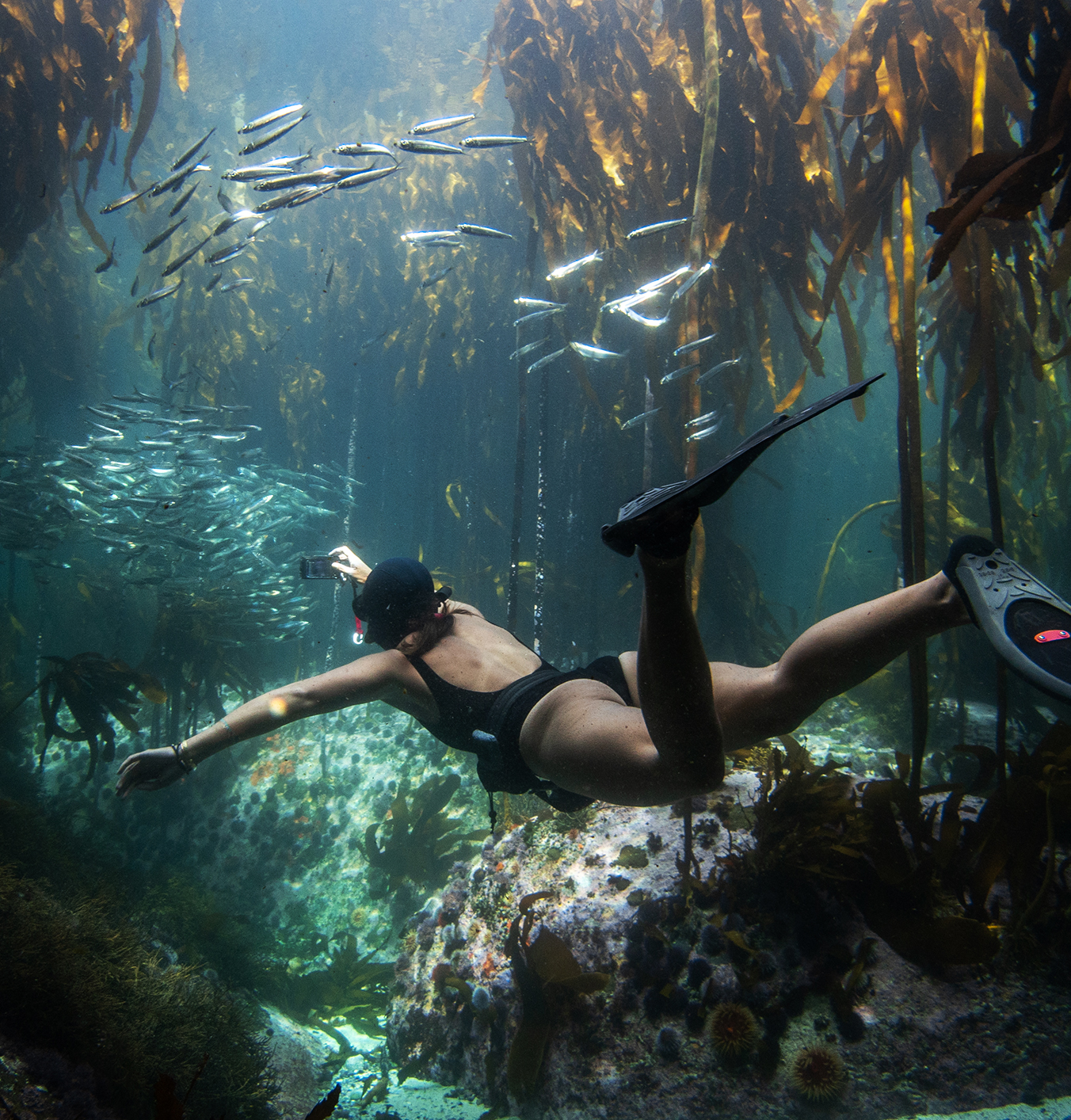 An ode to octopi: diving into South Africa with Pippa Ehrlich – director of My Octopus Teacher