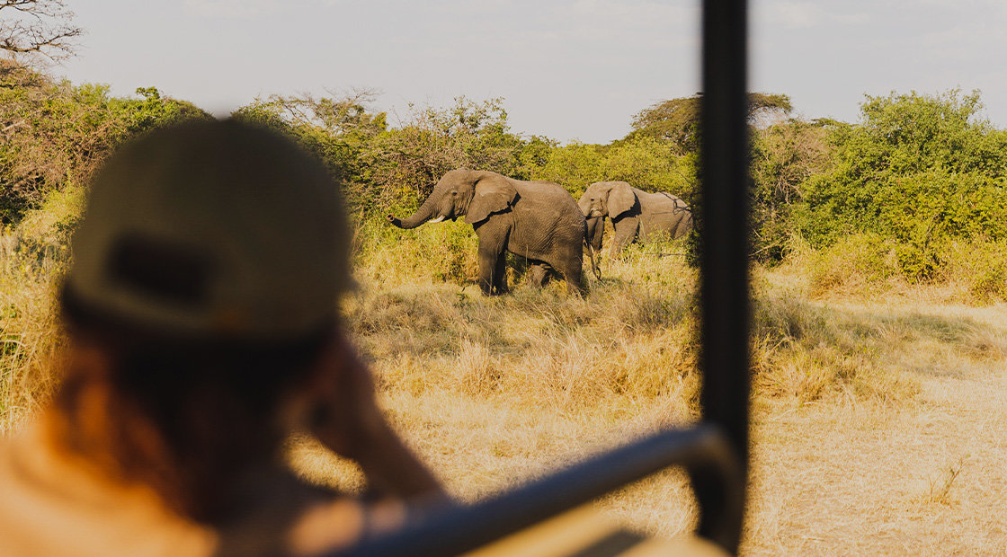 Two elephants in some grassland, observed by a safari trip