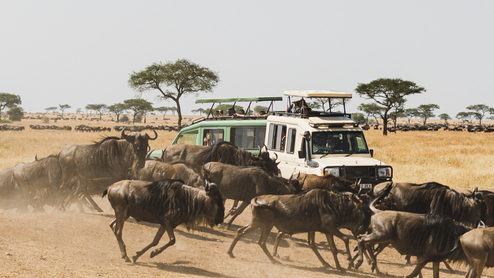 Best way to see the Great Migration, private luxury mobile safari camp –  The Explorations Company