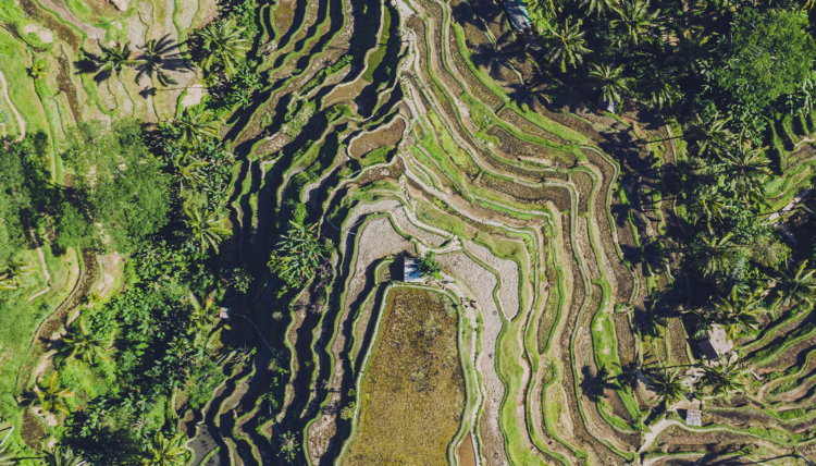 Birdseye view of a rice terrace