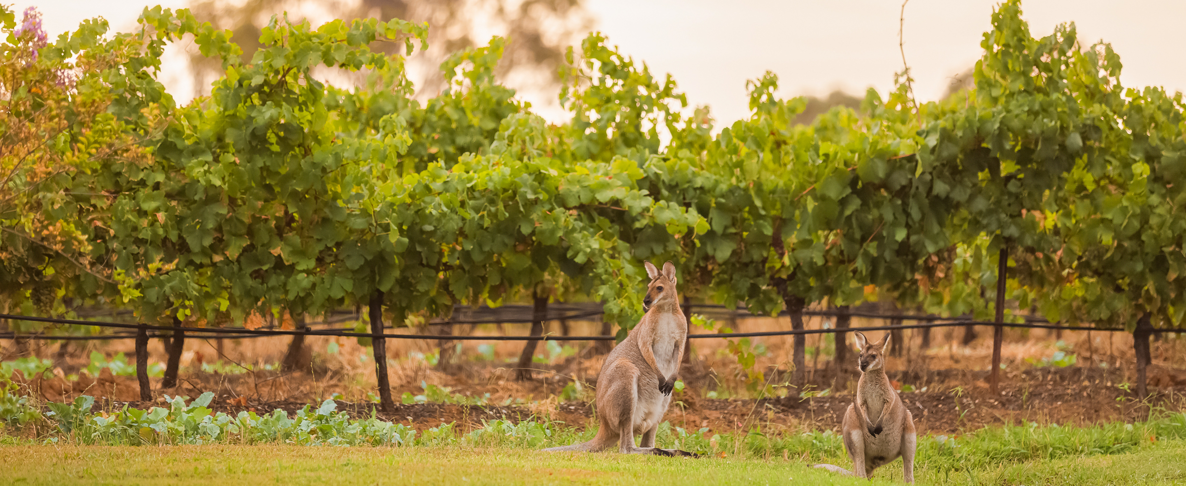 The ultimate solo travel guide to Australia: Here’s everything you need to know