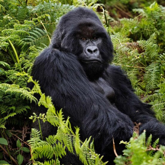 A mountain gorilla in the jungle of Rwanda