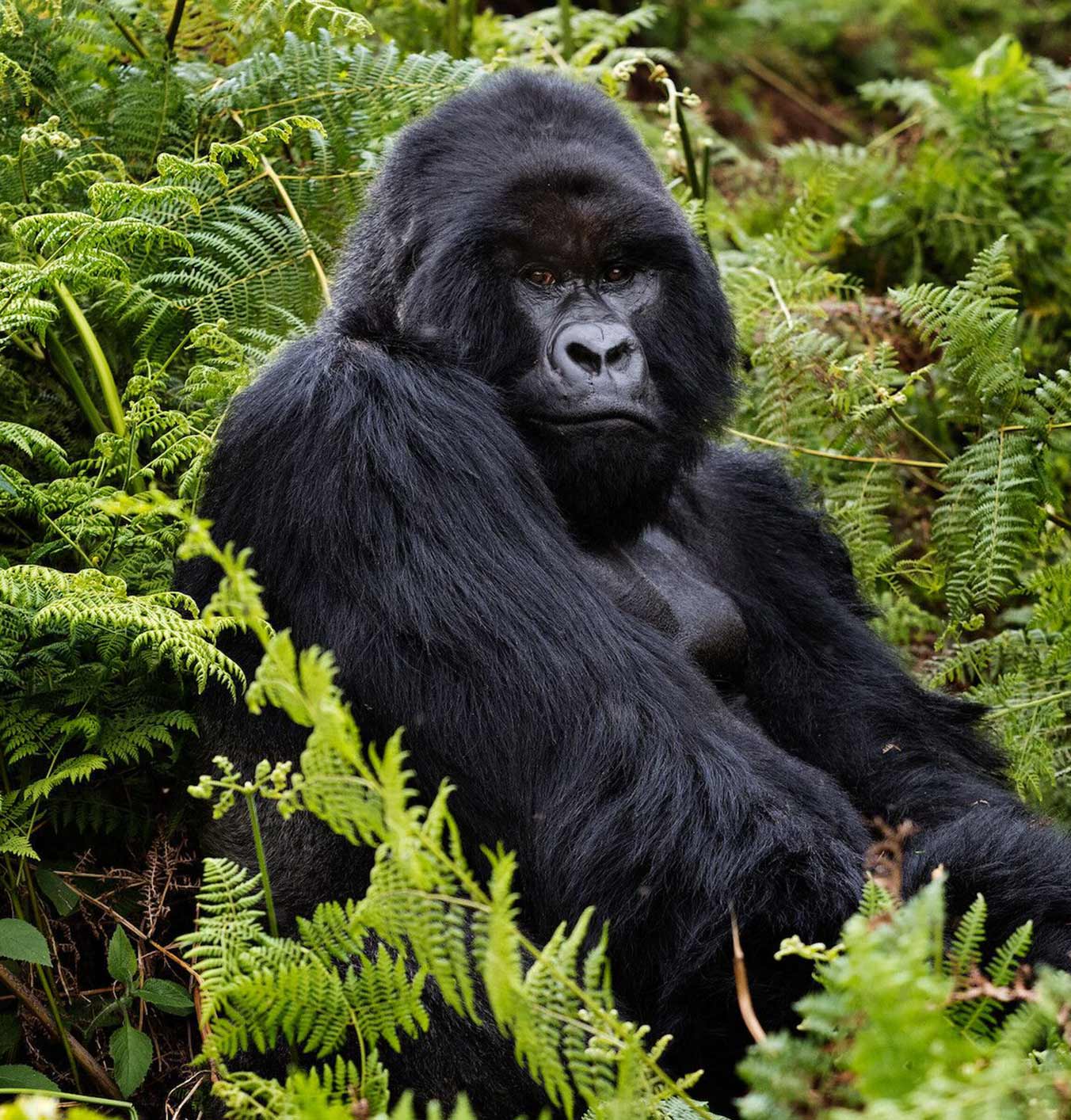 The ultimate solo travel guide to Rwanda: Everything you need to know